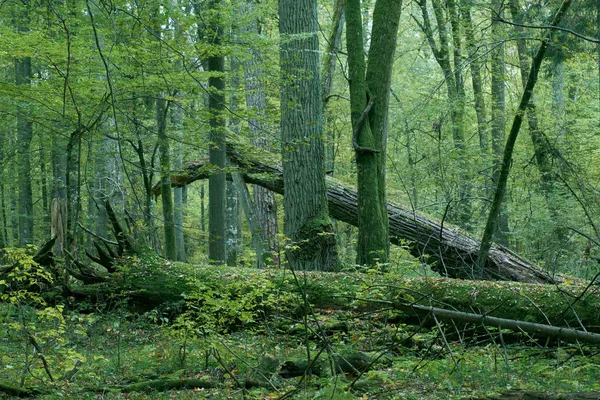 背景に古い壊れたオークの木 Bialowieza森林 ポーランド ヨーロッパと秋の落葉原生植物スタンド — ストック写真