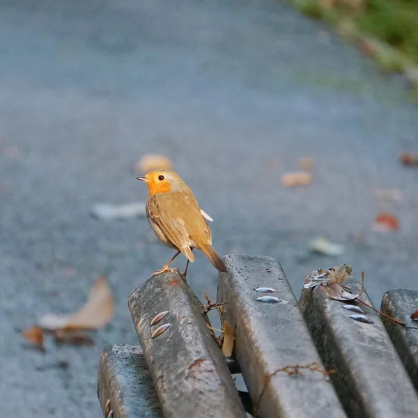 Vogel Het Park — Stockfoto