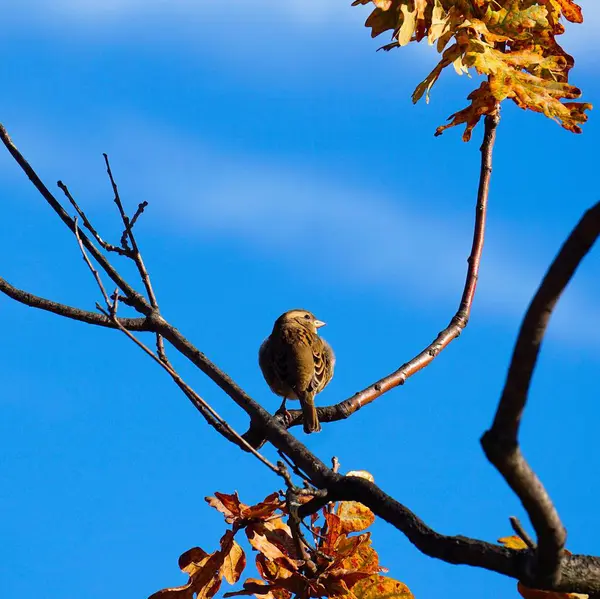 Oiseau Dans Parc — Photo