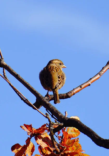 Uccello Nel Parco — Foto Stock