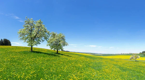 Två Blommande Fruktträd Kuperad Blomma Äng Våren Landsbygdens Landskap Med — Stockfoto