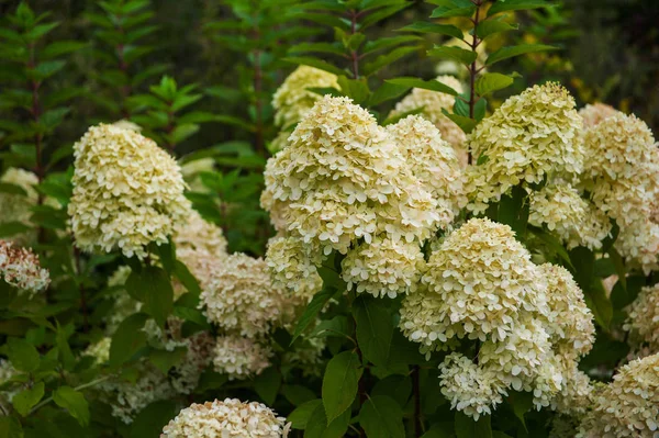 Vacker Blomma Hortensia Latinskt Namn Hydrangea Arborescens — Stockfoto