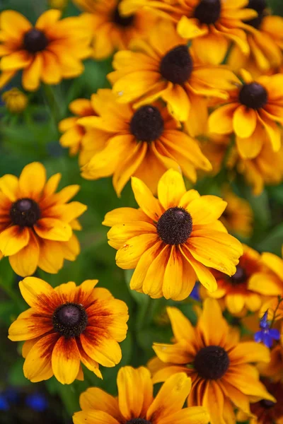 Turuncu Kabuklu Sarı Çiçekli Tarla Aynı Zamanda Rudbeckia Olarak Bilinir — Stok fotoğraf