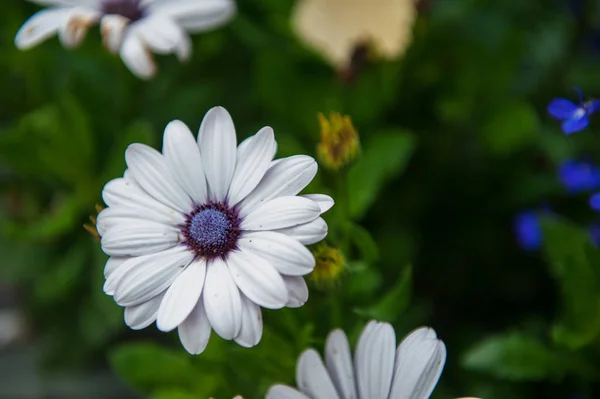 White Chrysanthemums Flower Closeup Green Background — Stock Photo, Image