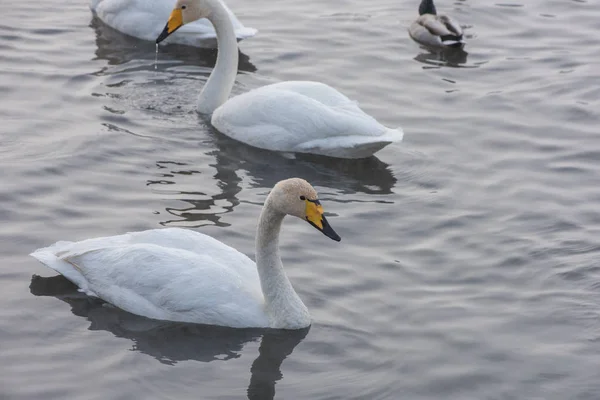 Belos Cisnes Chicoteados Brancos Nadando Lago Inverno Não Congelante Lugar — Fotografia de Stock