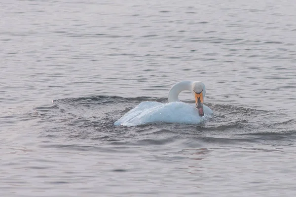 Прекрасные Белые Лебеди Плавающие Незамерзающем Зимнем Озере Место Зимовки Лебедей — стоковое фото