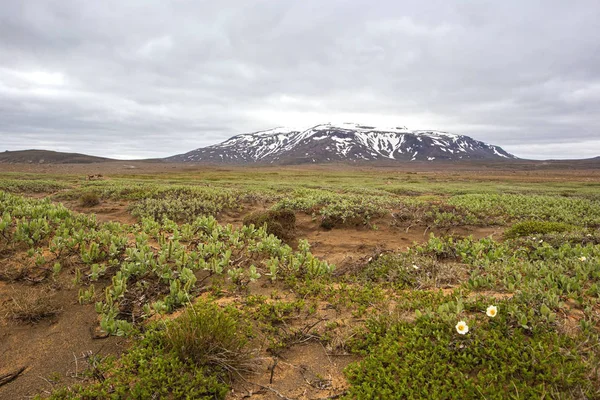 Isländische Naturlandschaft Bei Hvitarnes Niedrige Grüne Vegetation Und Weiße Blumen — Stockfoto