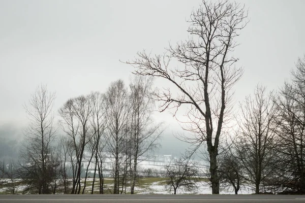 Viele Bäume Winter Straßenrand — Stockfoto