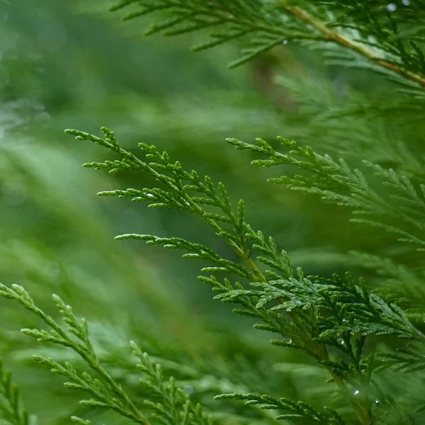 Vacker Botanisk Skott Naturliga Tapeter — Stockfoto