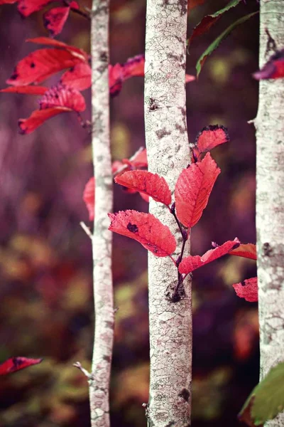 Foglie Flora Fogliame Degli Alberi — Foto Stock