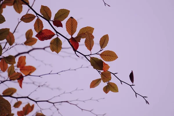 잎사귀 — 스톡 사진