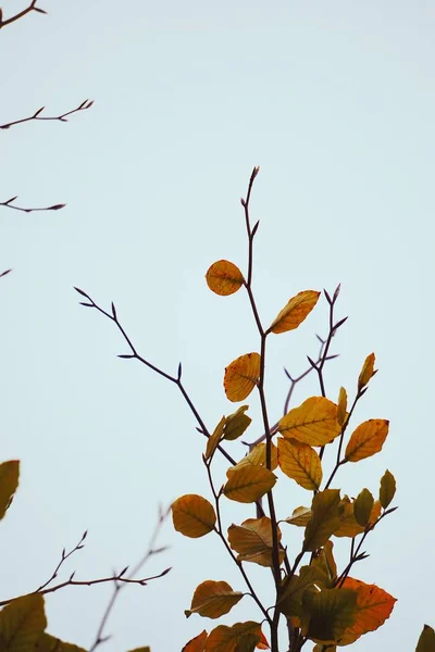 Listy Stromů Flóry Listoví Stromů — Stock fotografie