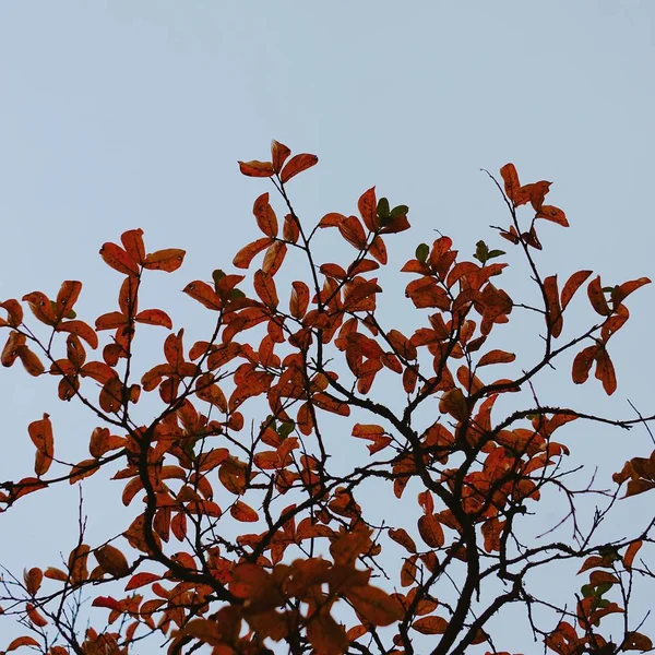 Листья Деревьев Флора Древесная Листва — стоковое фото