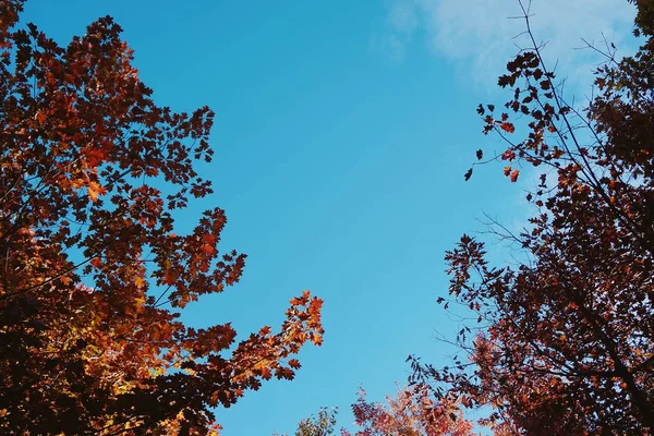 Tree Leaves Flora Tree Foliage — Stock Photo, Image