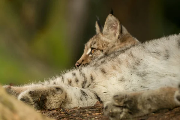 Young Lynx Attentively Forest — Stock Photo, Image