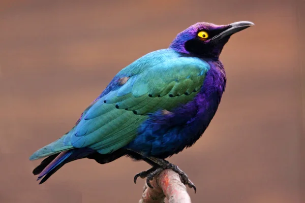 Цветная Фиолетовая Звезда Lamprotornis Purpureus — стоковое фото