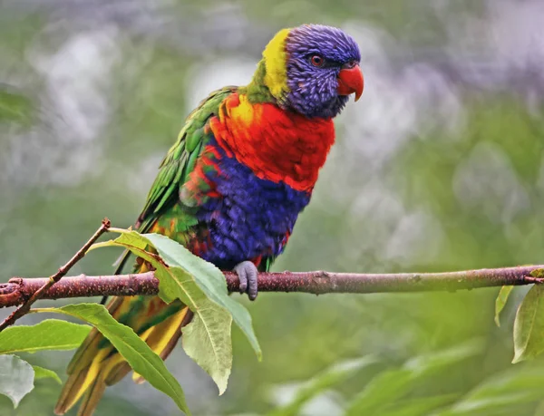 Regenbogen Lori Trichoglossus Haematodus — Stockfoto