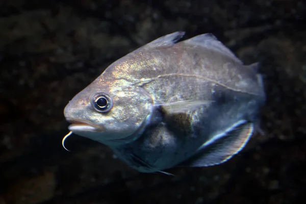 水族馆里的鱼 — 图库照片