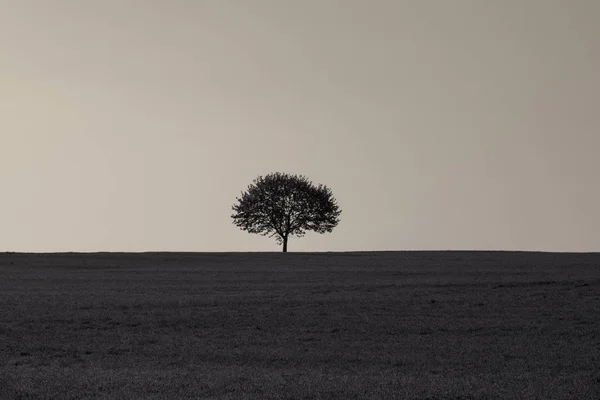 Imagem Monocromática Com Uma Árvore Meio Prado Vazio Nascer Sol — Fotografia de Stock