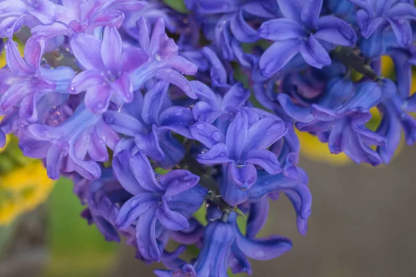 Imagem Fundo Das Flores Coloridas Natureza Fundo — Fotografia de Stock