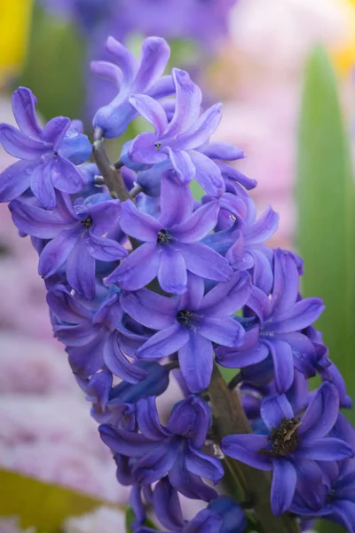 Imagem Fundo Das Flores Coloridas Natureza Fundo — Fotografia de Stock