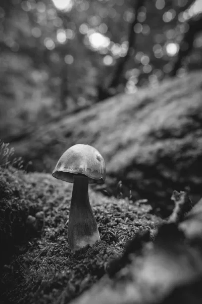 在苔藓覆盖的枯木上的真菌的图片 题目真菌学 在黑白 宏观射击 — 图库照片