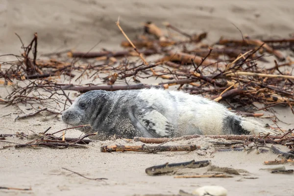 Eine Kegelrobbe Liegt Strand Von Helgoland — Stockfoto