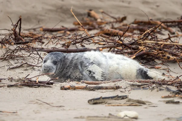 Eine Kegelrobbe Liegt Strand Von Helgoland — Stockfoto