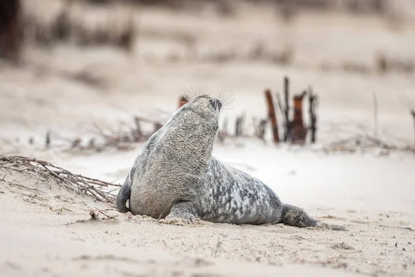 Eine Kegelrobbe Liegt Strand Von Helgoland — Stockfoto