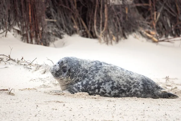 Eine Kegelrobbe Liegt Strand Von Helgoland — Stockfoto