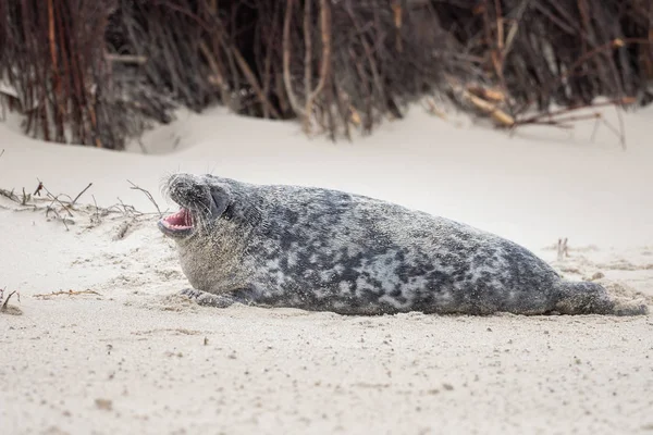 Eine Kegelrobbe Liegt Strand Von Helgoland — Stockfoto