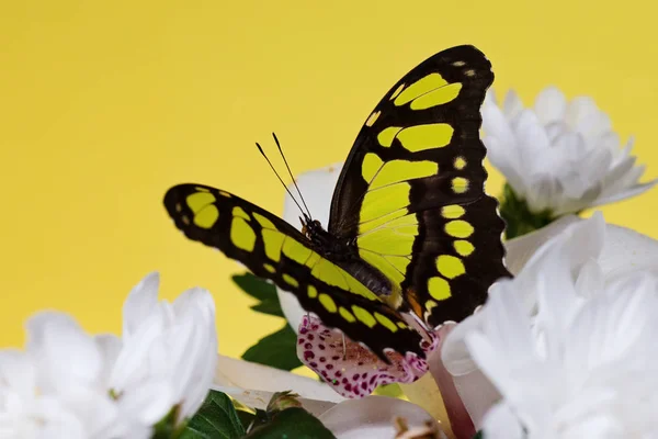 黄色い背景の上に花に座って熱帯蝶 — ストック写真