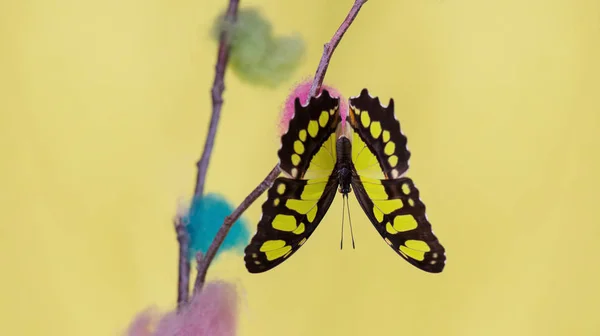 Тропічний Метелик Сидить Догори Ногами Кольоровому Кущі Над Жовтим Тлом — стокове фото