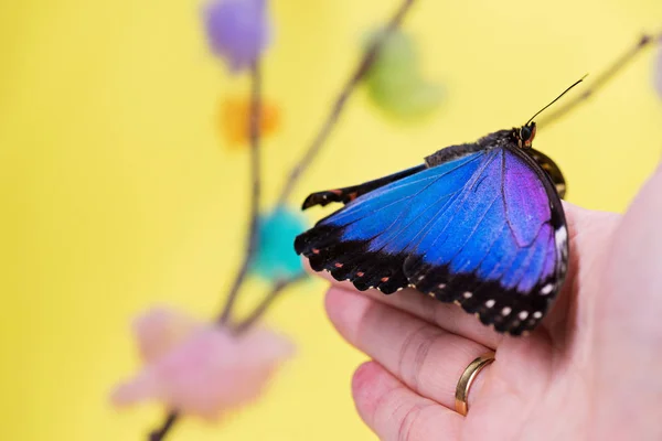 Morpho Butterfly Sitting Human Hand Yellow Background — Stock Photo, Image