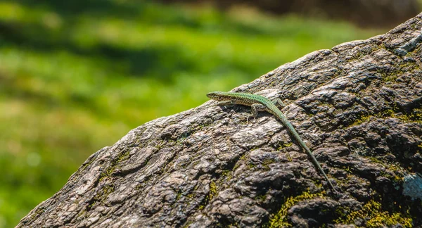 Primo Piano Della Lucertola Habitat Concetto Natura Selvaggia — Foto Stock