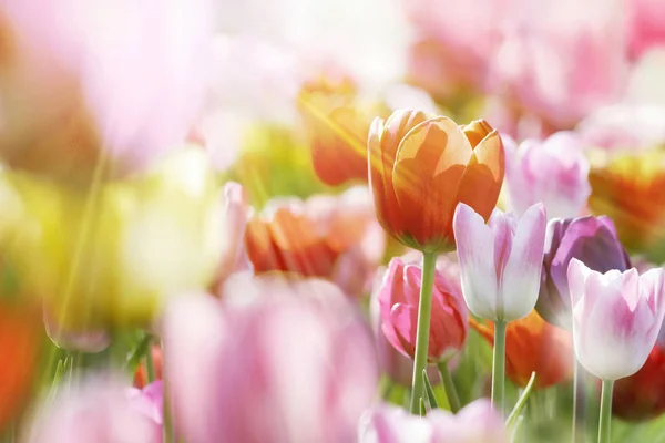 Gruppe Von Frischen Schönen Bunten Tulpen Hellen Warmen Frühlingssonnenlicht Nahsicht — Stockfoto