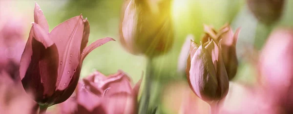 Grupa Fresh Piękne Tulipany Sunlight Jasne Ciepłe Wiosenne Widok Bliska — Zdjęcie stockowe