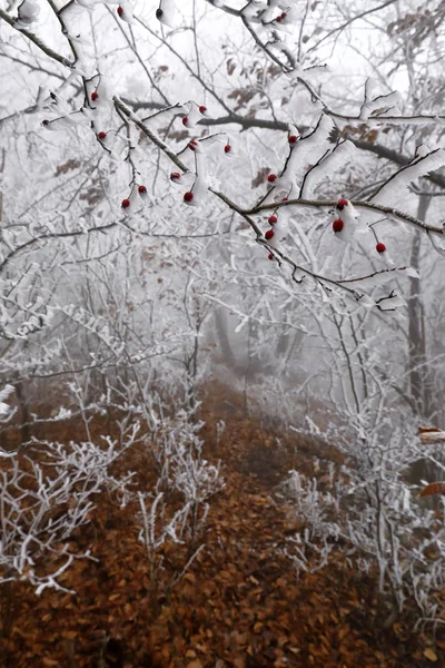 Brouillard Gel Dans Forêt Hivernale — Photo