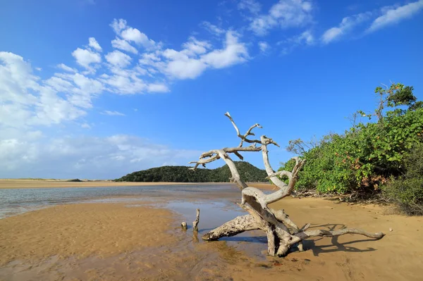 Paisagem Praia Ensolarada Com Céu Azul Areia Troncos África Sul — Fotografia de Stock