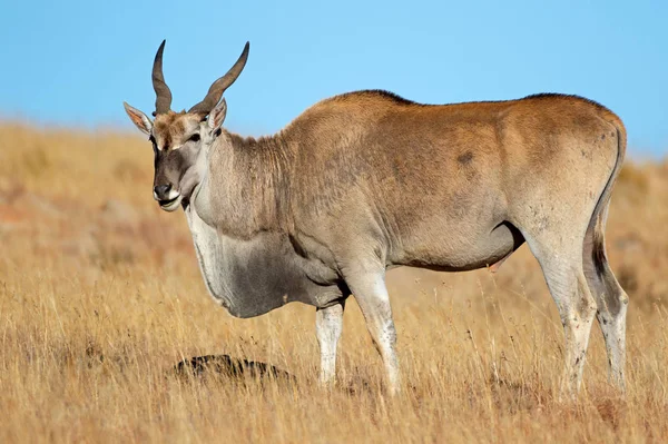 Αρσενικό Eland Αντιλόπη Tragelaphus Oryx Χορτολιβαδικές Εκτάσεις Ζέβρα Mountain National — Φωτογραφία Αρχείου