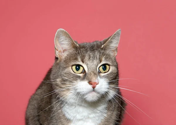 Portrait D Un Drole De Chat Effraye Animal Domestique Sur Fond De Studio Image Libre De Droit Par Fantom Rd C