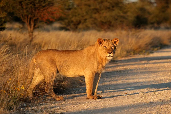 Oroszlán Panthera Leo Úton Okavango Delta Botswana — Stock Fotó