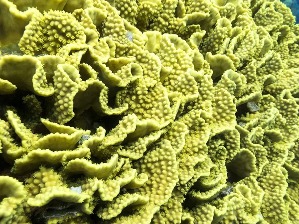 Барвистий Кораловий Риф Дні Тропічного Моря Жовтий Turbinaria Coral Підводний — стокове фото