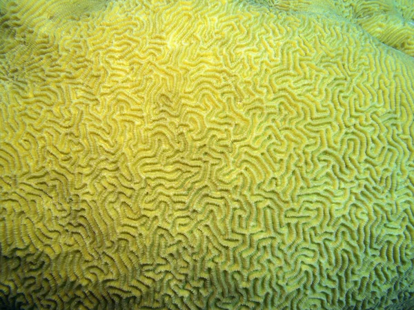 カラフルなサンゴ礁熱帯の海 素晴らしい脳サンゴの下部にクローズ アップ 水中風景 — ストック写真