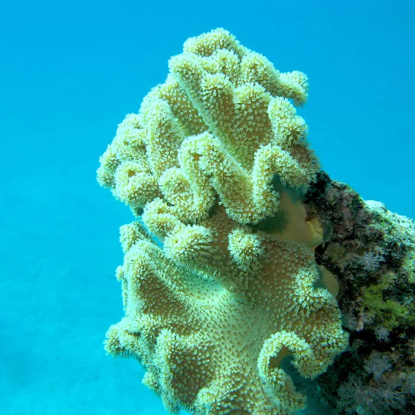 Arrecife Coral Con Gran Cuero Hongos Amarillos Coral Fondo Del — Foto de Stock