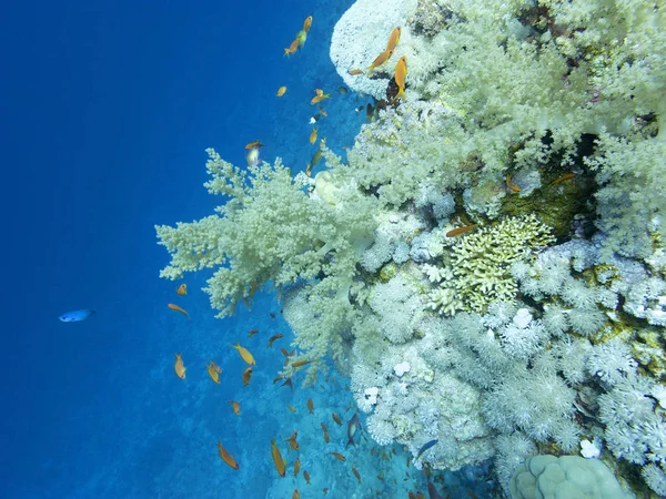 Récif Corallien Coloré Fond Mer Tropicale Corail Brocoli Paysage Sous — Photo