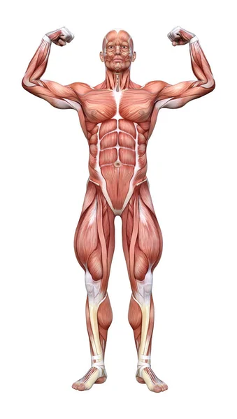 Rendering Einer Männlichen Figur Mit Muskelkarten Auf Weißem Hintergrund — Stockfoto