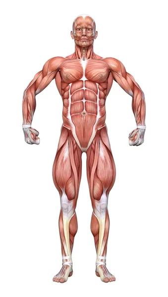 Rendering Male Figure Muscle Maps Isolated White Background — Stock Photo, Image