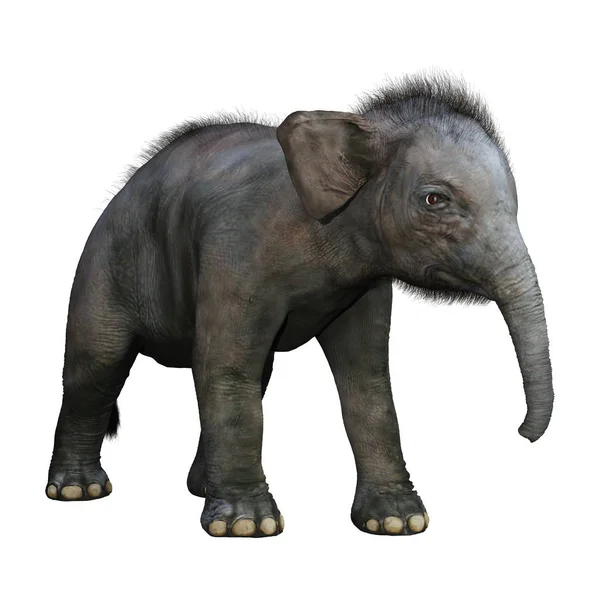 Renderização Bebê Elefante Indiano Isolado Fundo Branco — Fotografia de Stock