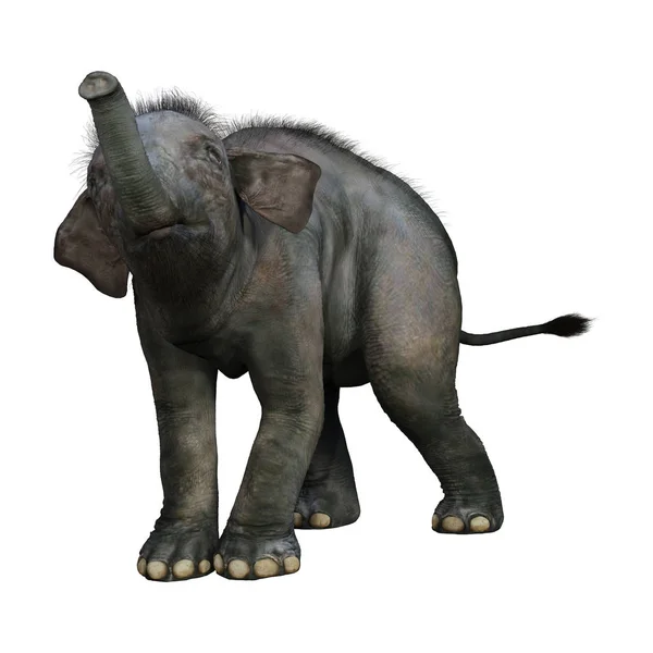 Rendering Bambino Elefante Indiano Isolato Sfondo Bianco — Foto Stock